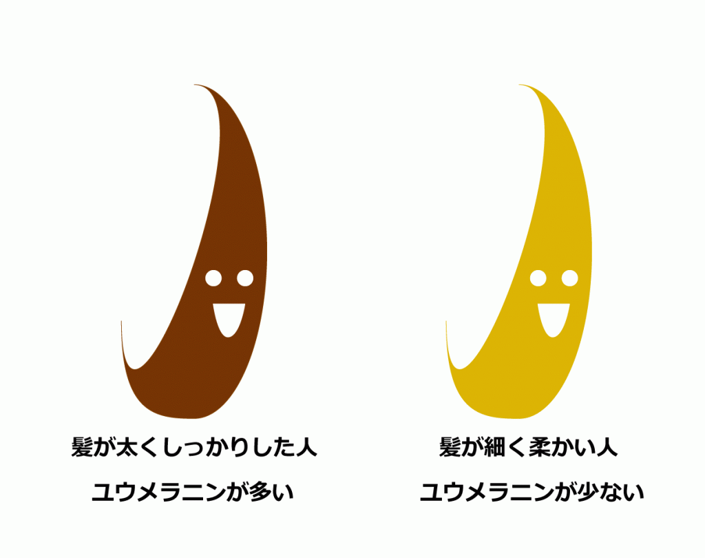 ユウメラニンフェオメラニン02