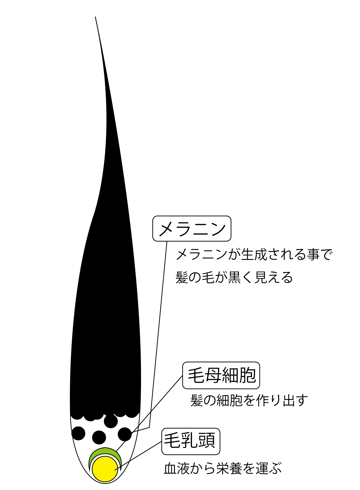 と 白髪 増える 抜く 白髪は抜くと増えるの？白髪のメカニズムと正しい対処法を徹底解説！